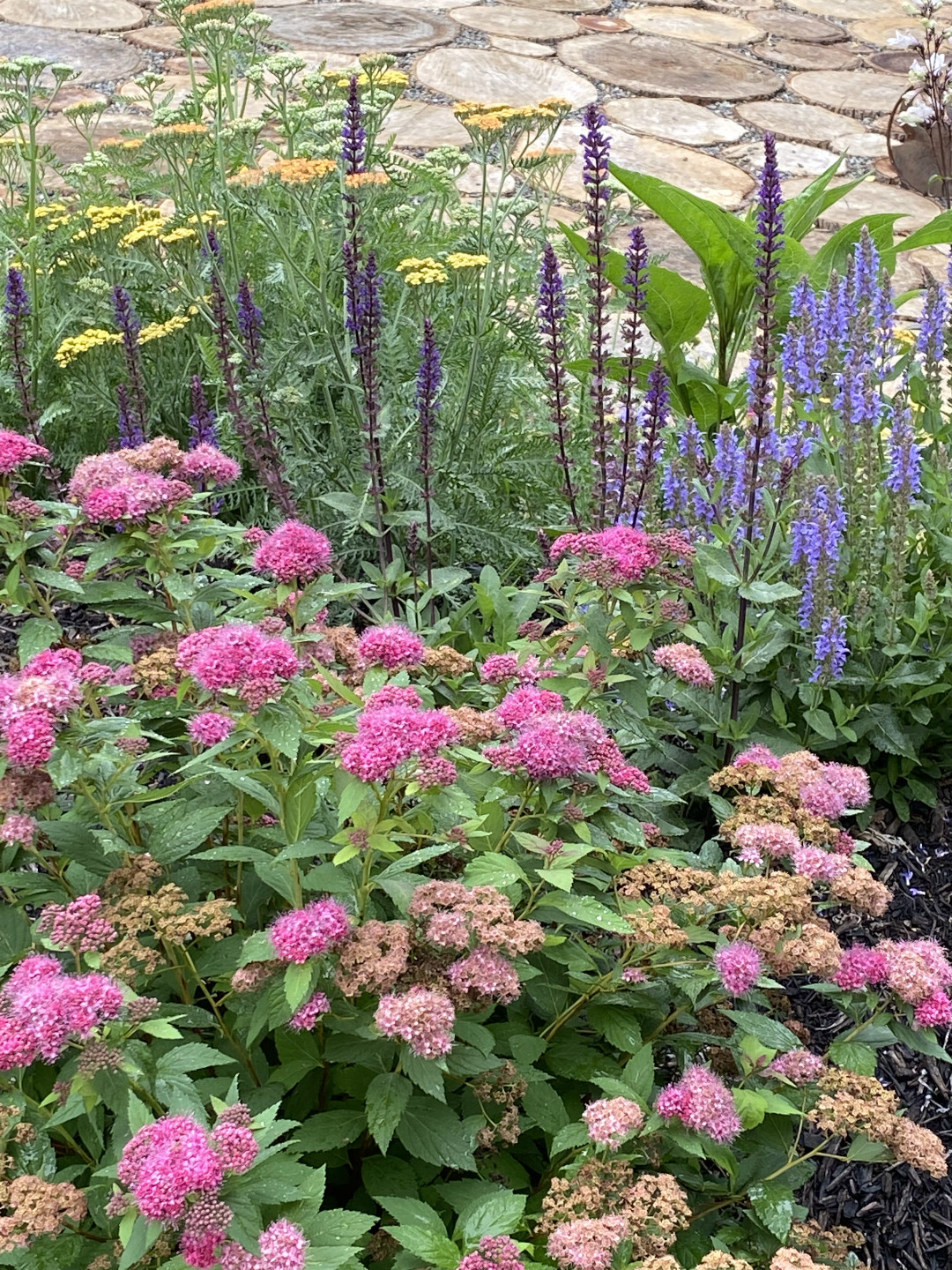 A shrub with clusters of small pink flowers