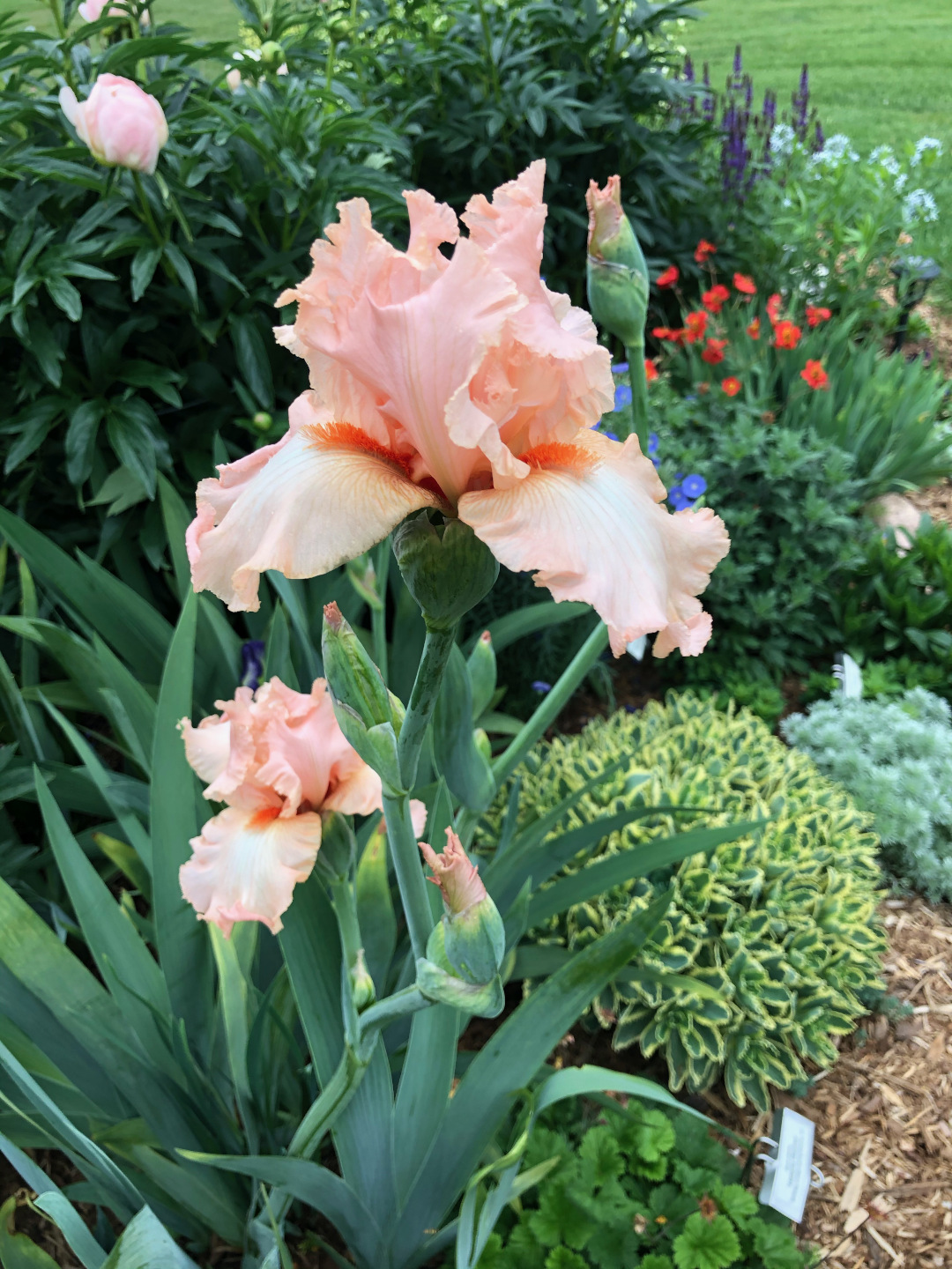 A peach iris in bloom