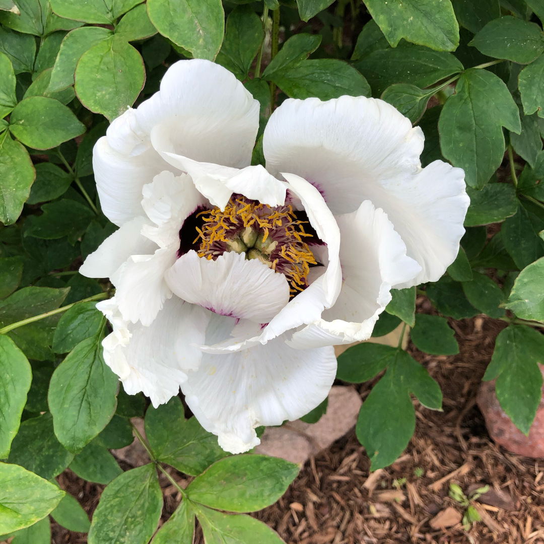 A white peony with a dark center