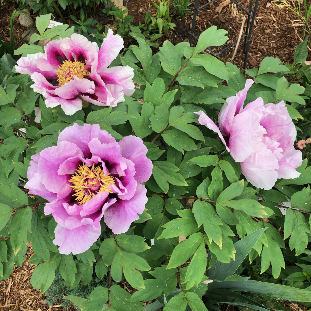 Three lavender peony flowers