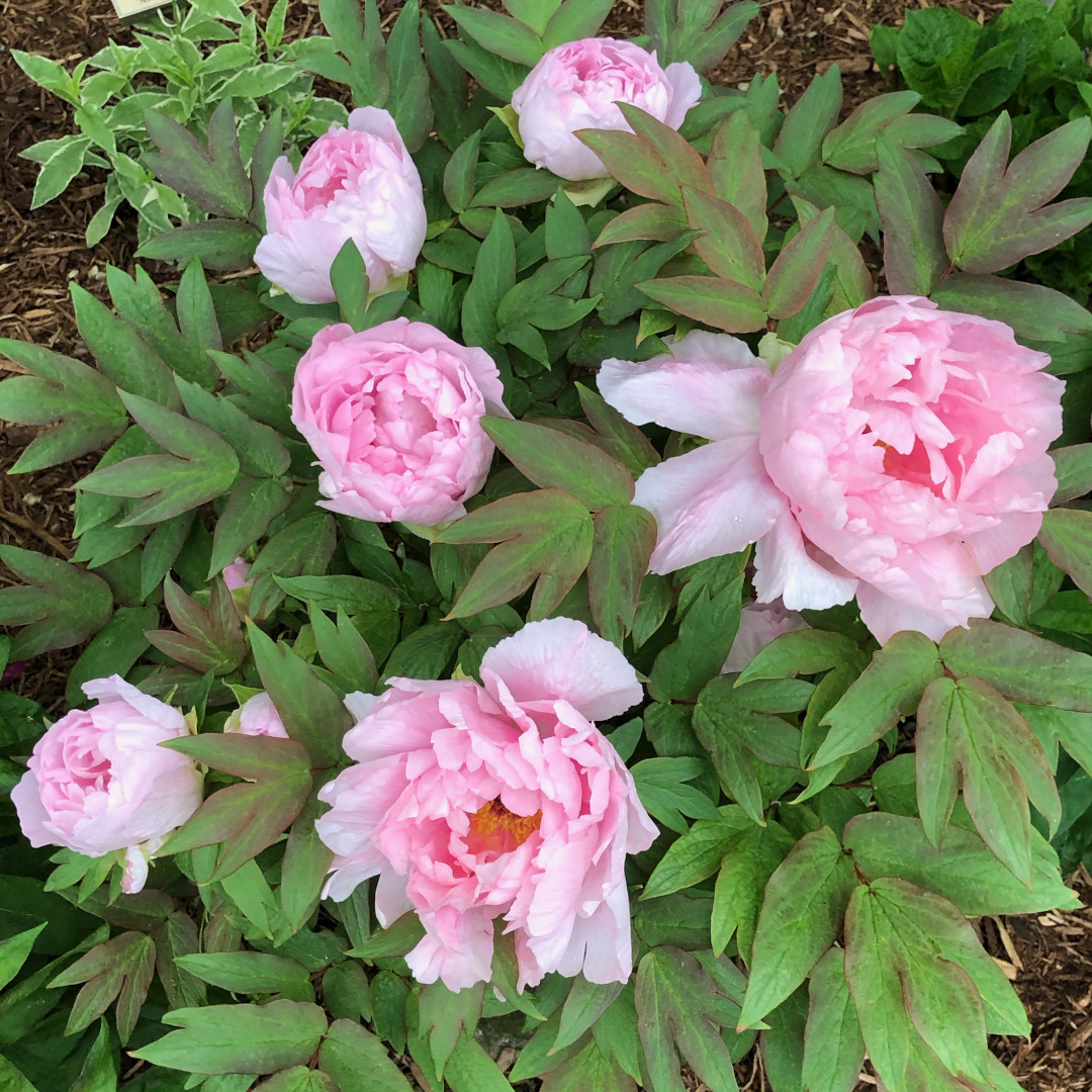 Several soft pink peony flowers