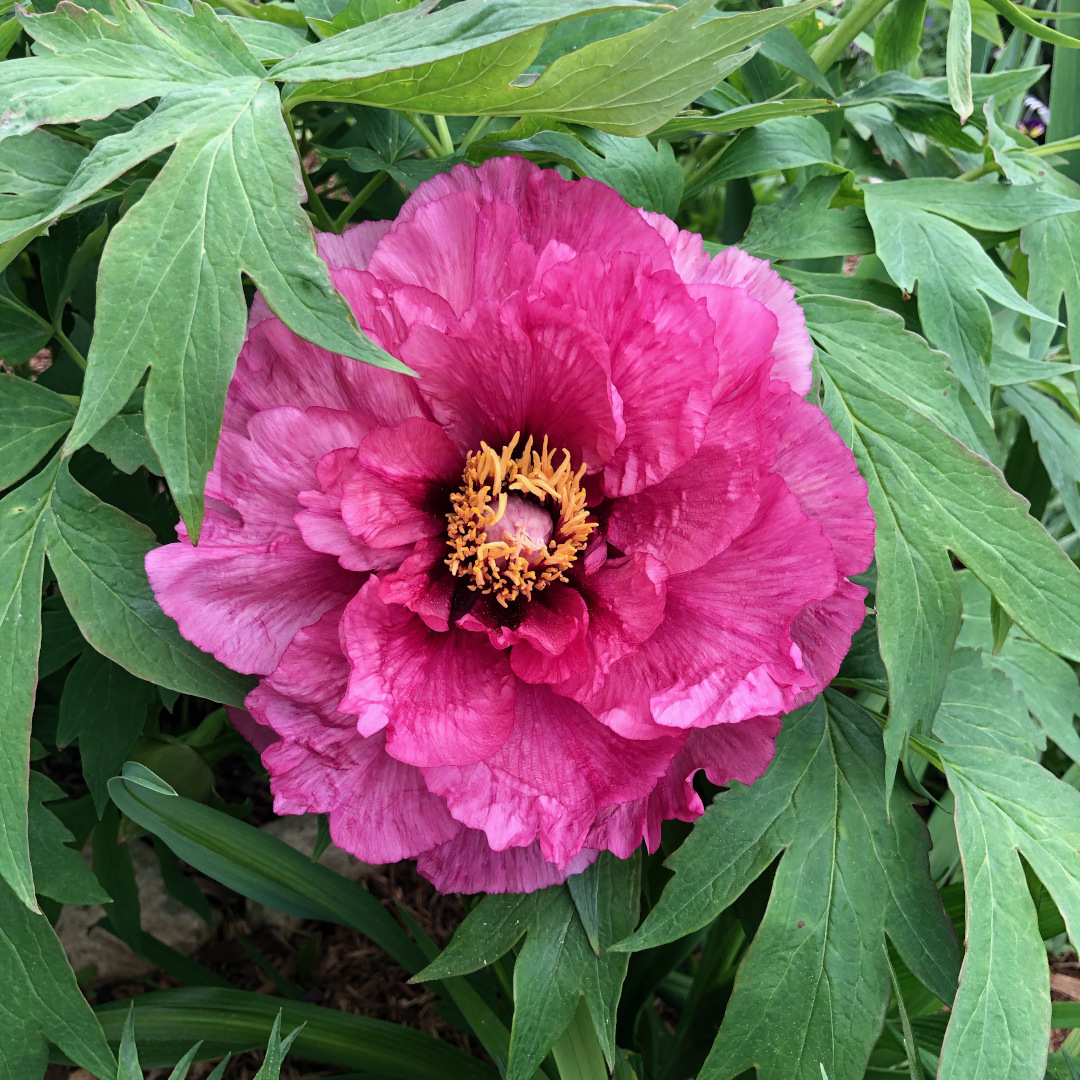 A magenta peony with many layers of petals