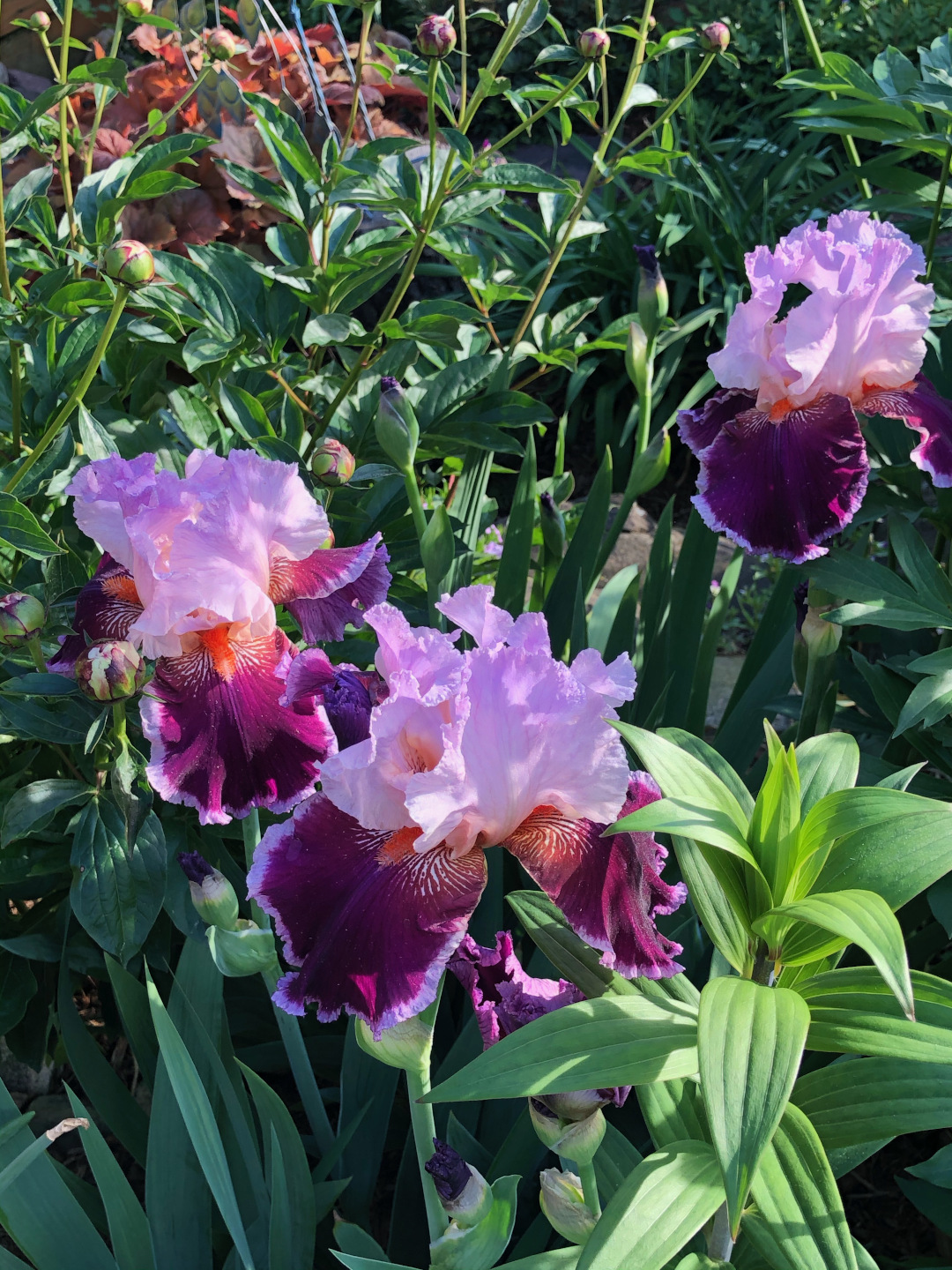 A purple iris 