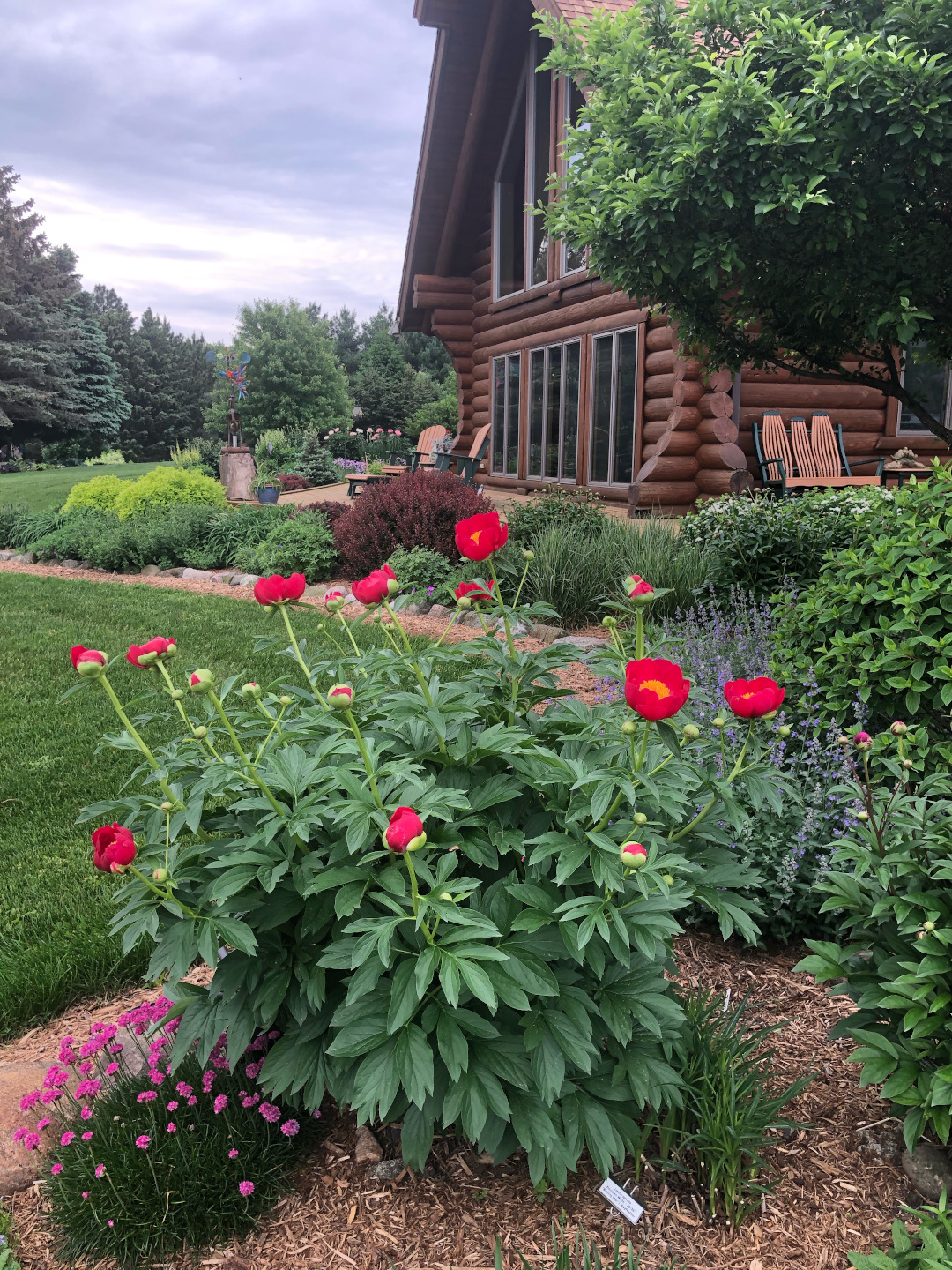 A bright red peony in a garden in front of a log home