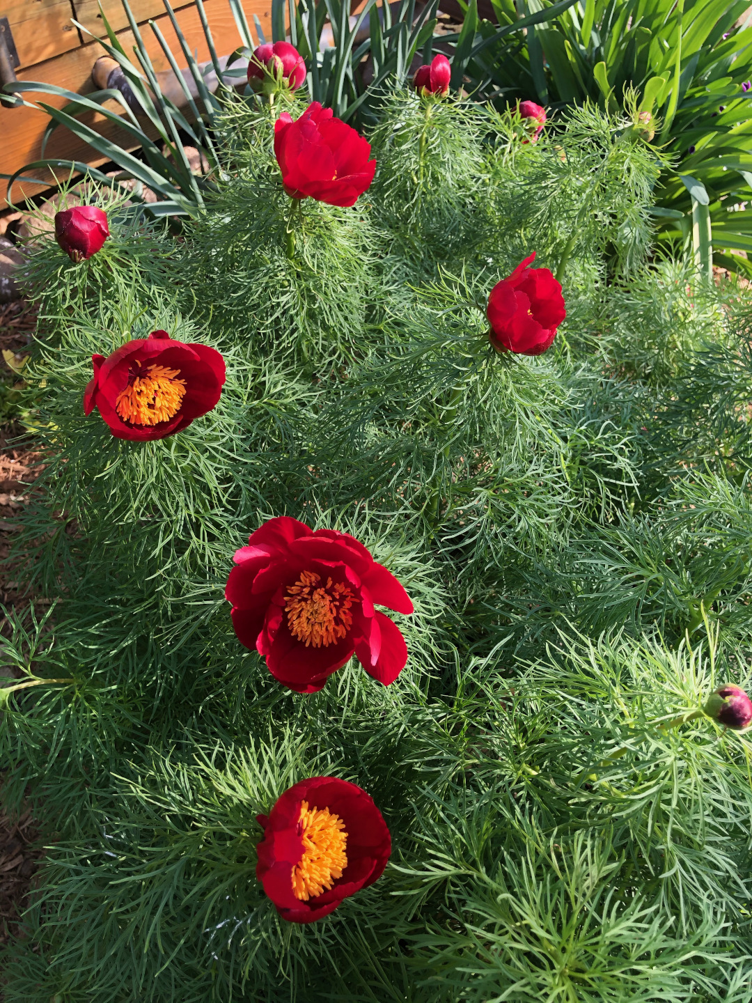 Bright red peony flowers over a mass of fern-like leaves