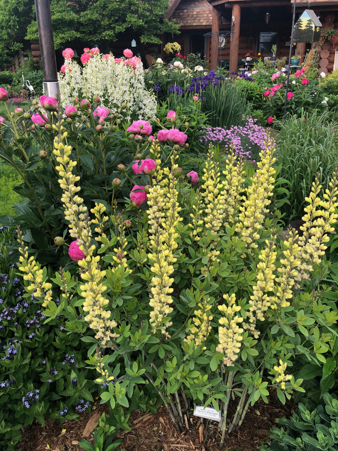 Tall spikes of pale yellow flowers in front of a flower garden