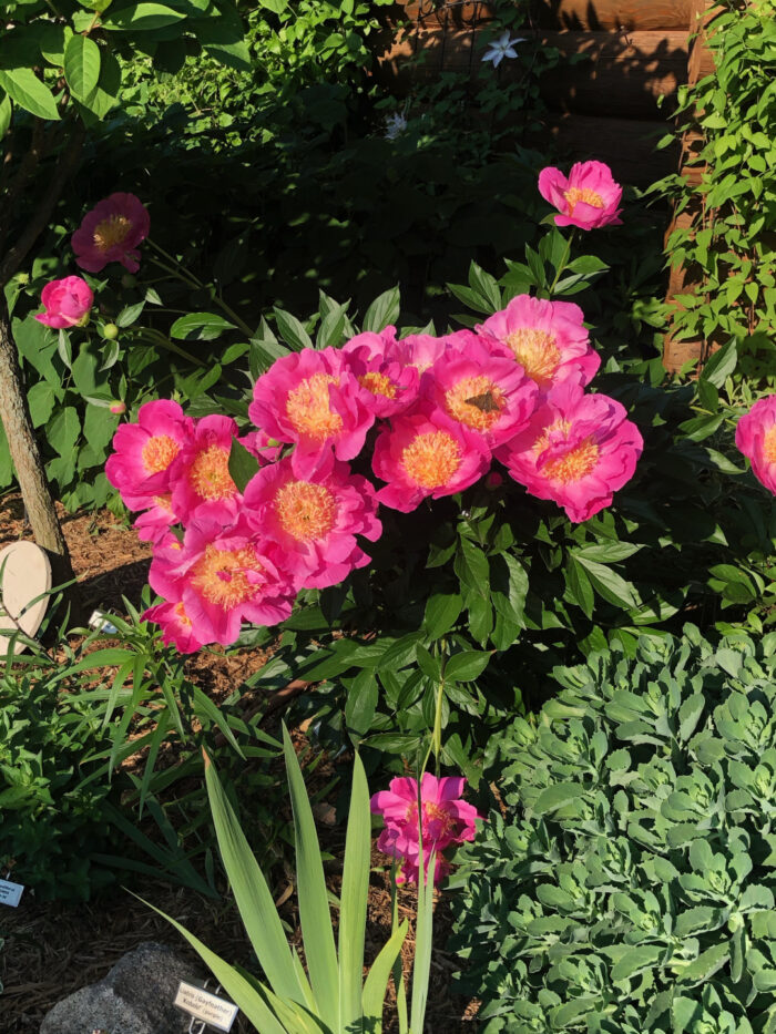 A peony covered with bright pink flowers