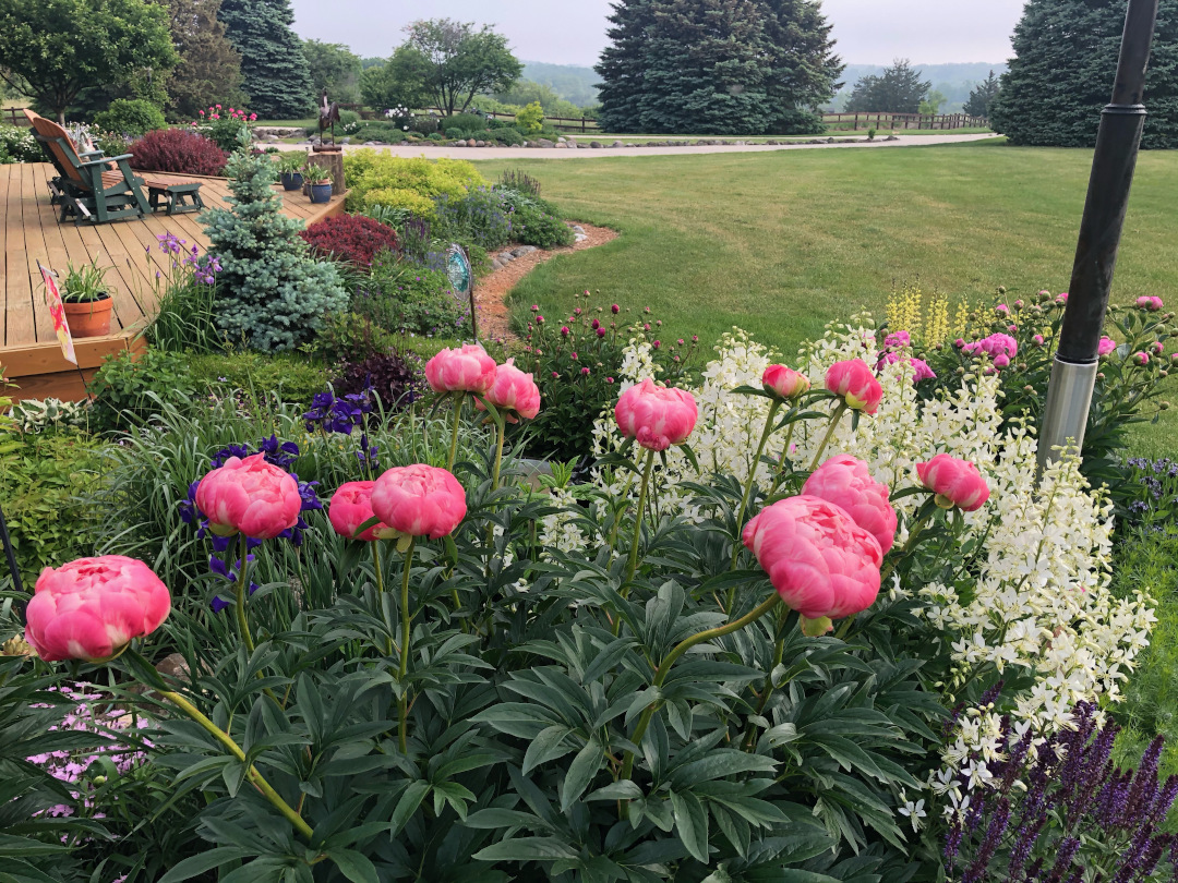 pink peony growing next to a plant covered in white flowers