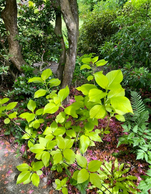 hydrangea with bright green foliage