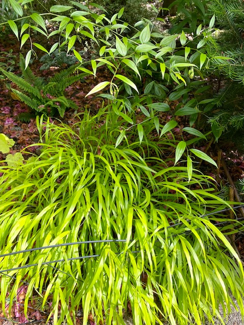 ornamental grass with bright green blades