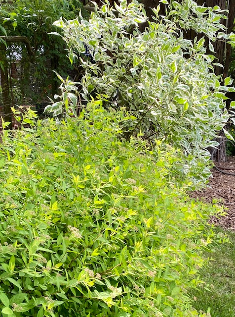 Japanese spirea and red osier dogwood