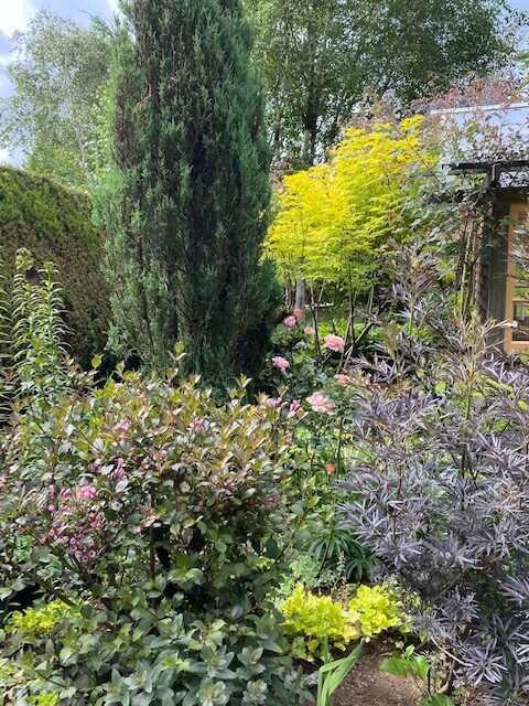 shrubs next to a narrow conifer