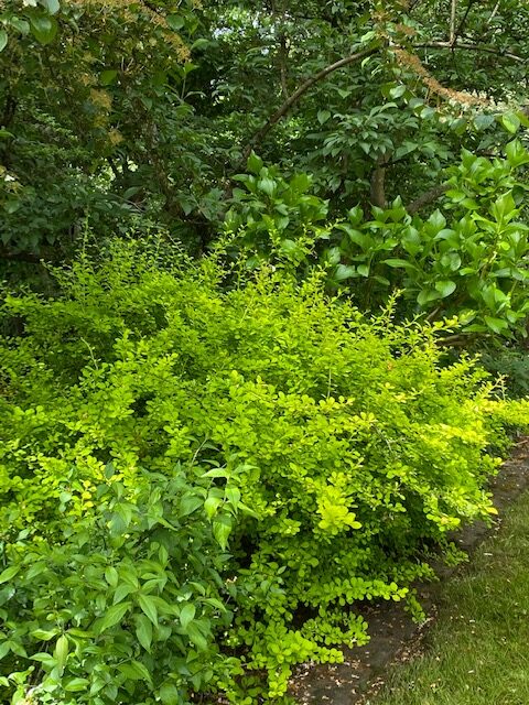 dwarf yellow barberry