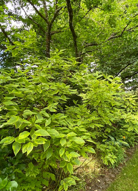 dogwoods with bright green foliage