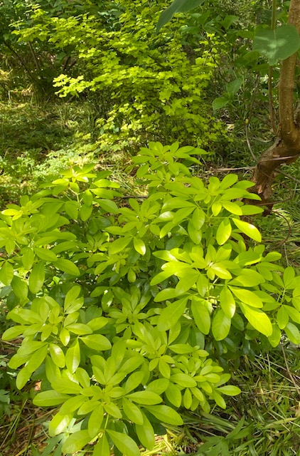 Sundance Mexican orange