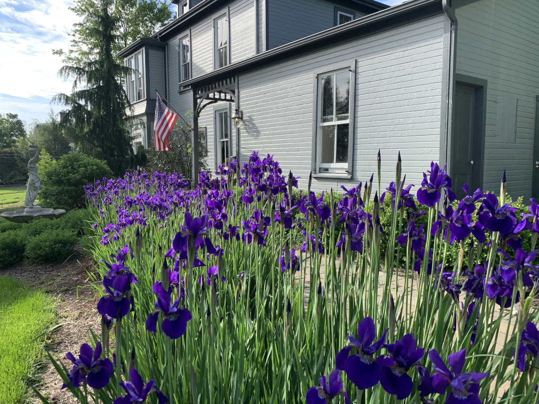 Mass of purple irises in front of a grey house