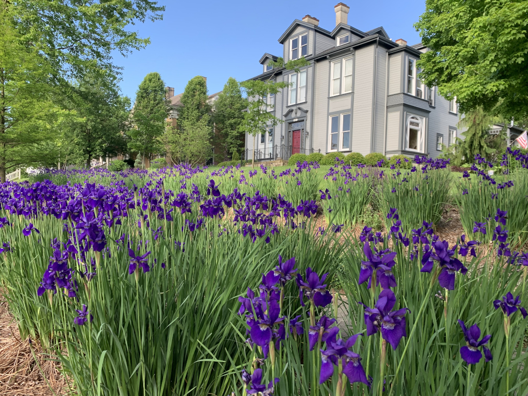 Purple irises in front of a grey house