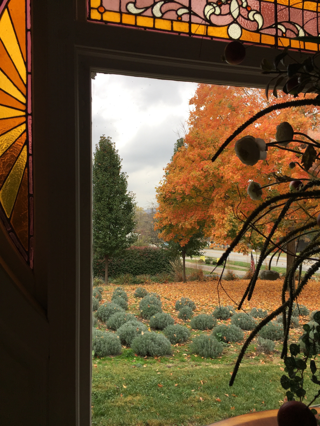 Looking out a window surrouded by stained glass to show a mass planting of lavender plants