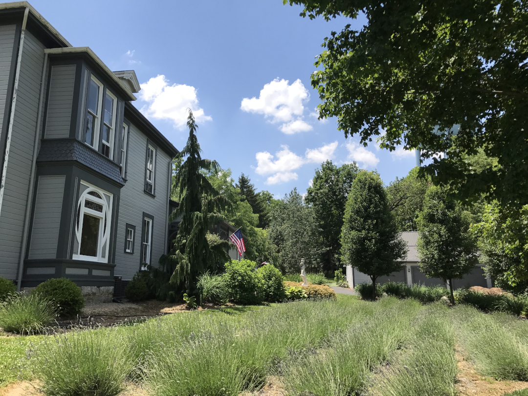 Mass planting of lavender next to a grey house