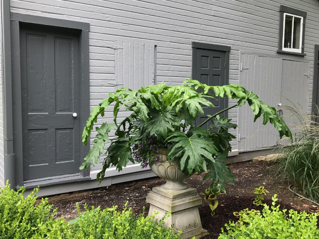 A plant with very large dark green leaves growing in an urn