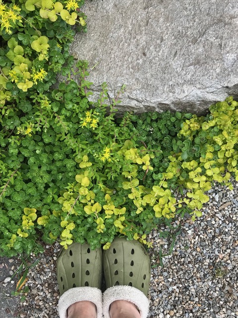 spreading plant with green foliage