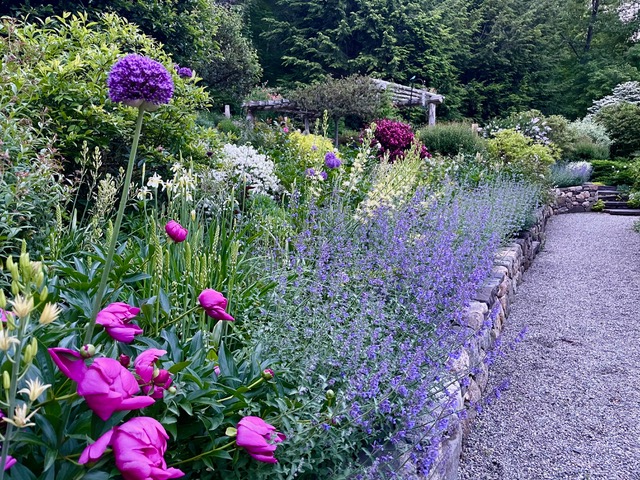 garden bed with lots of pink and purple flowers