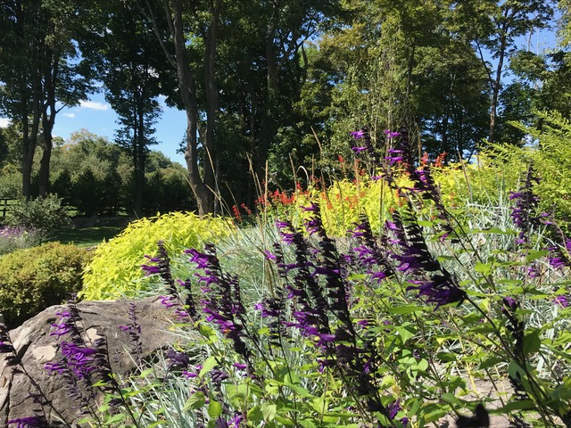 mass of purple salvia