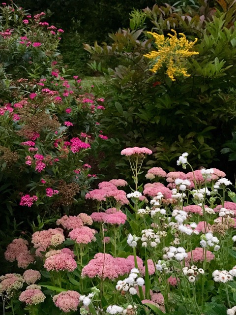 pink and white flowers