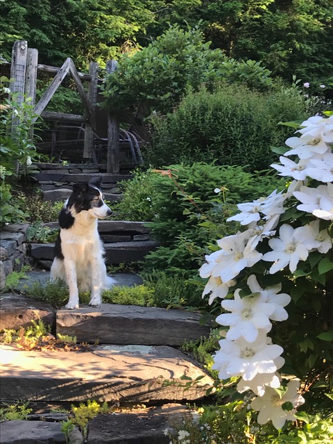 dog sitting on garden stairs