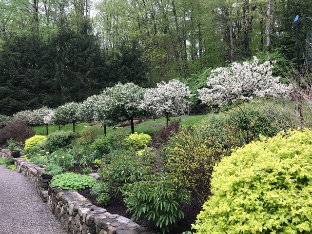 garden bed with lots of shrubs and white flowering trees