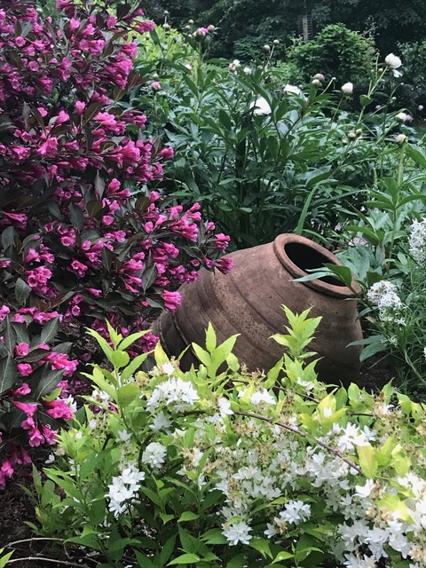 Image of Salvia and Weigela Wine and Roses companion plant