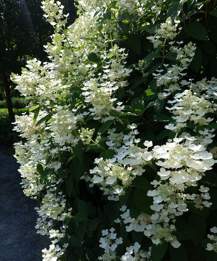 Quick Fire panicle hydrangea