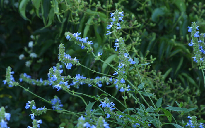 Bog sage close up