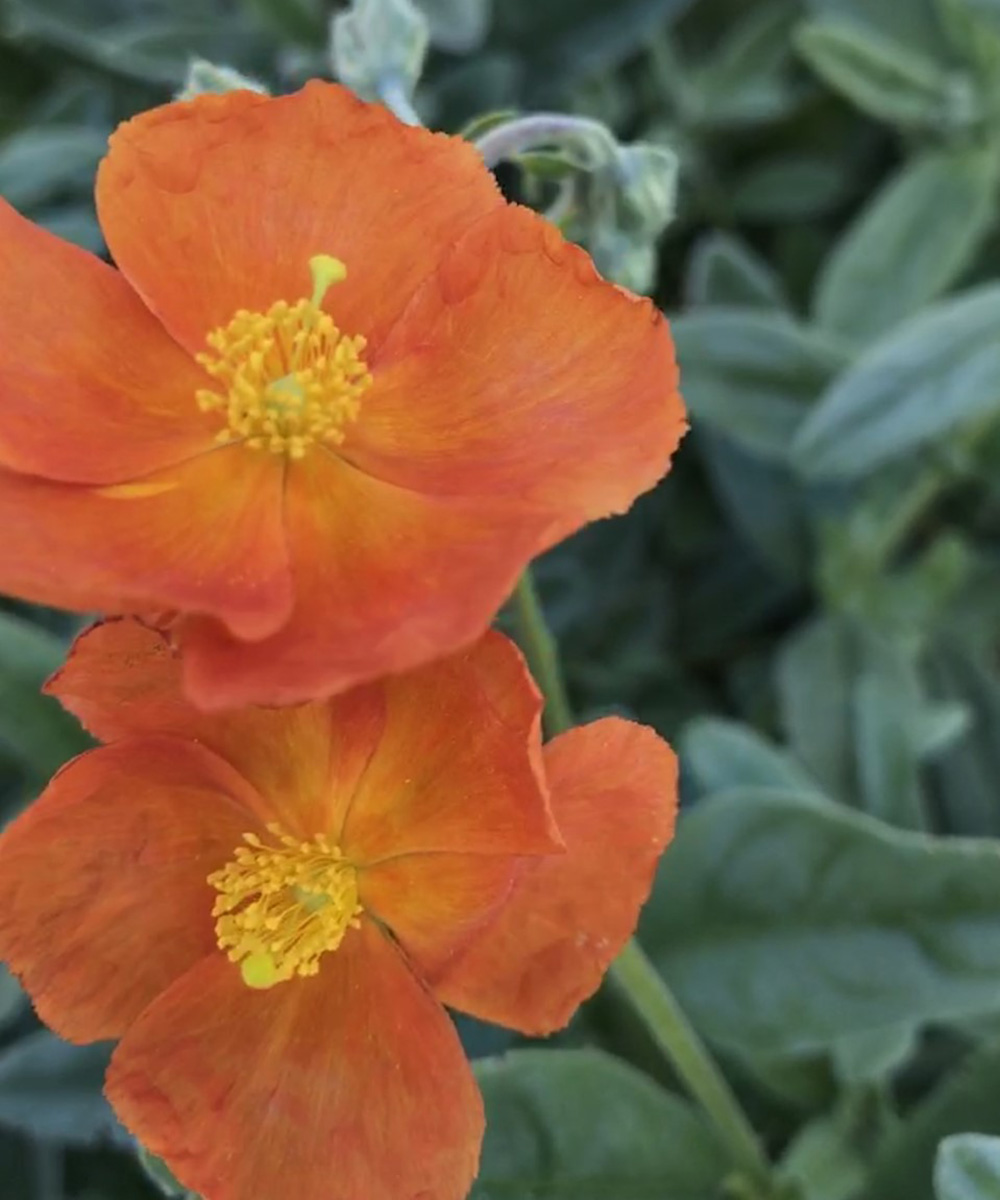 Wind-Tolerant Plants for Northern California - FineGardening