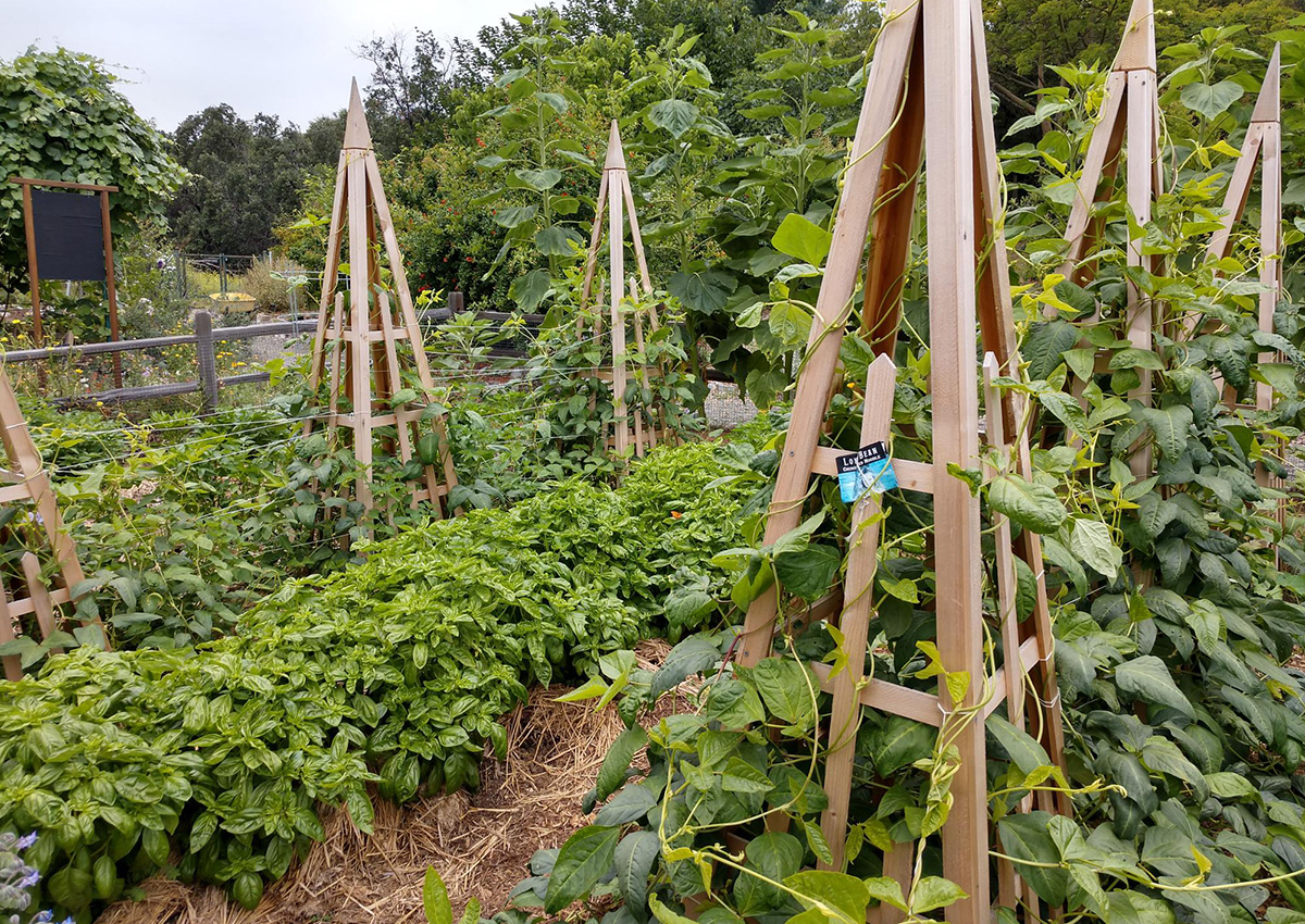 An Edible Garden With a Twist - FineGardening