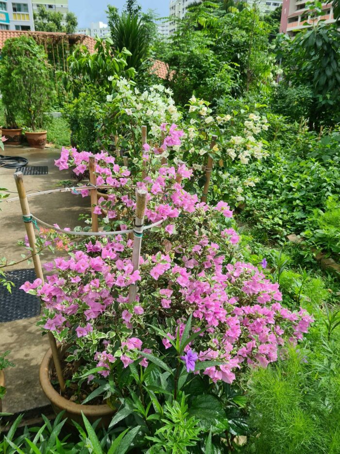 Bouganvillea with light pink flowers and variegated foliage