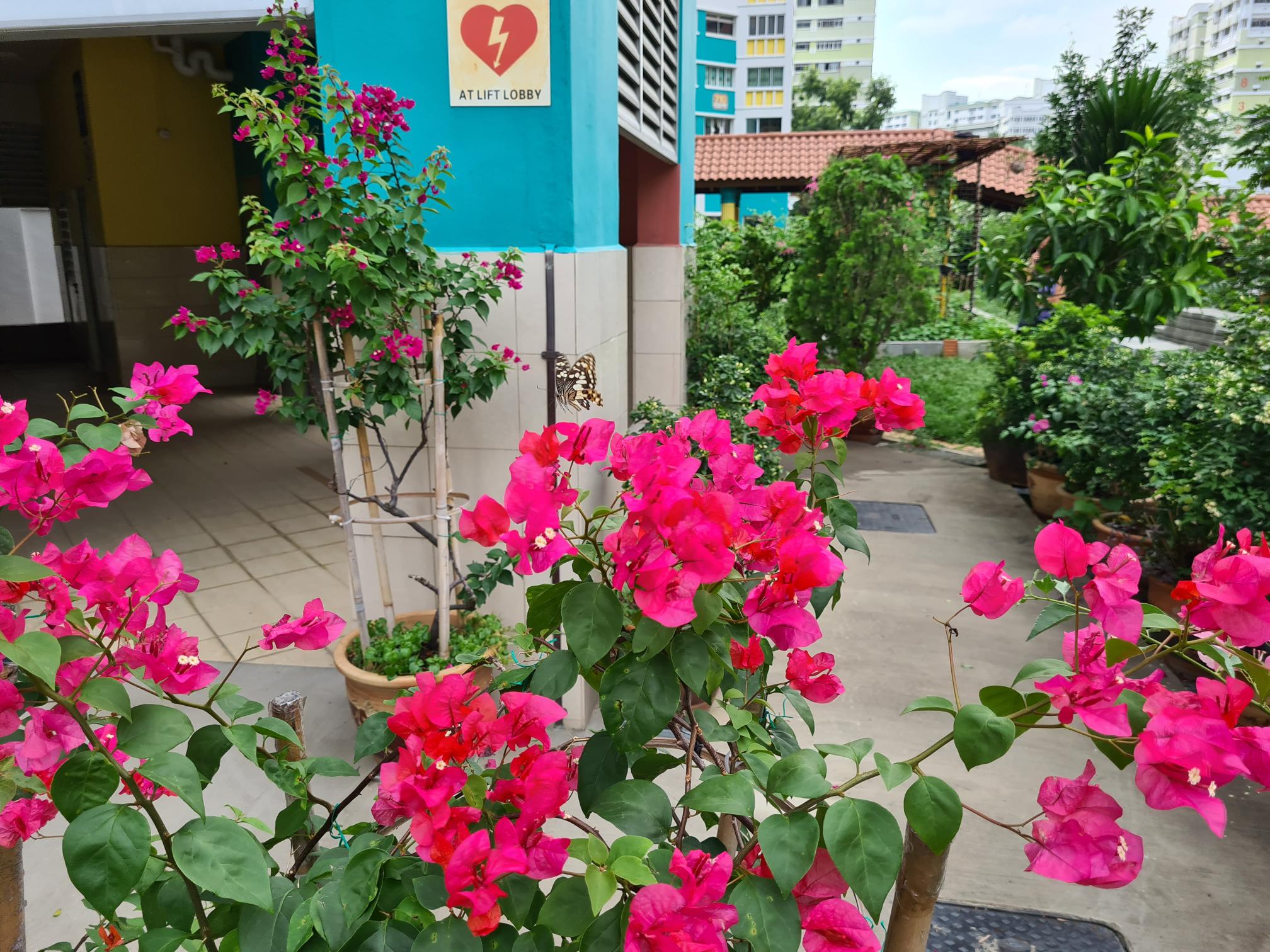 bright pink Bouganvillea with cityscape in the background