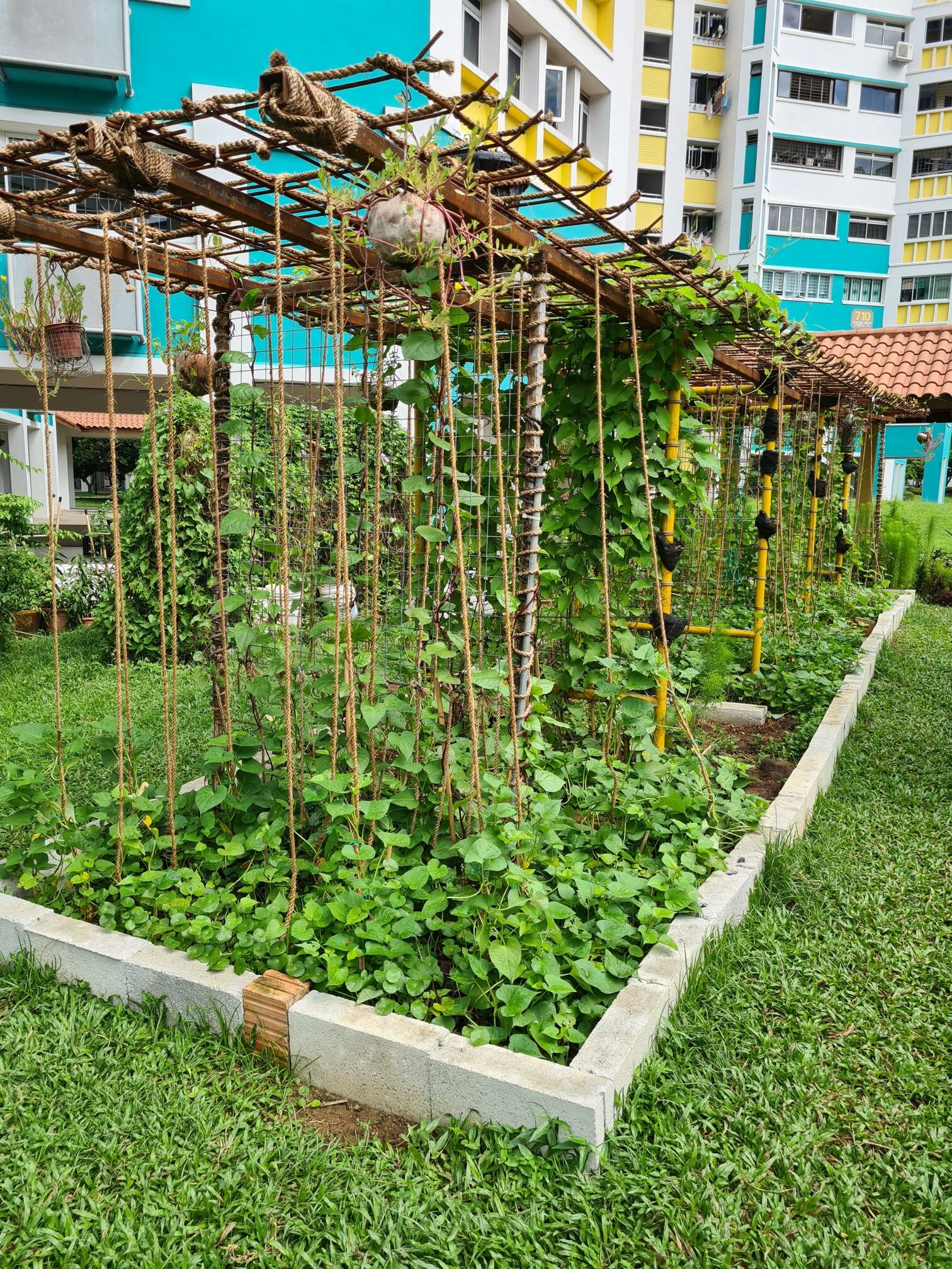 garden beds with a trellis and many vines