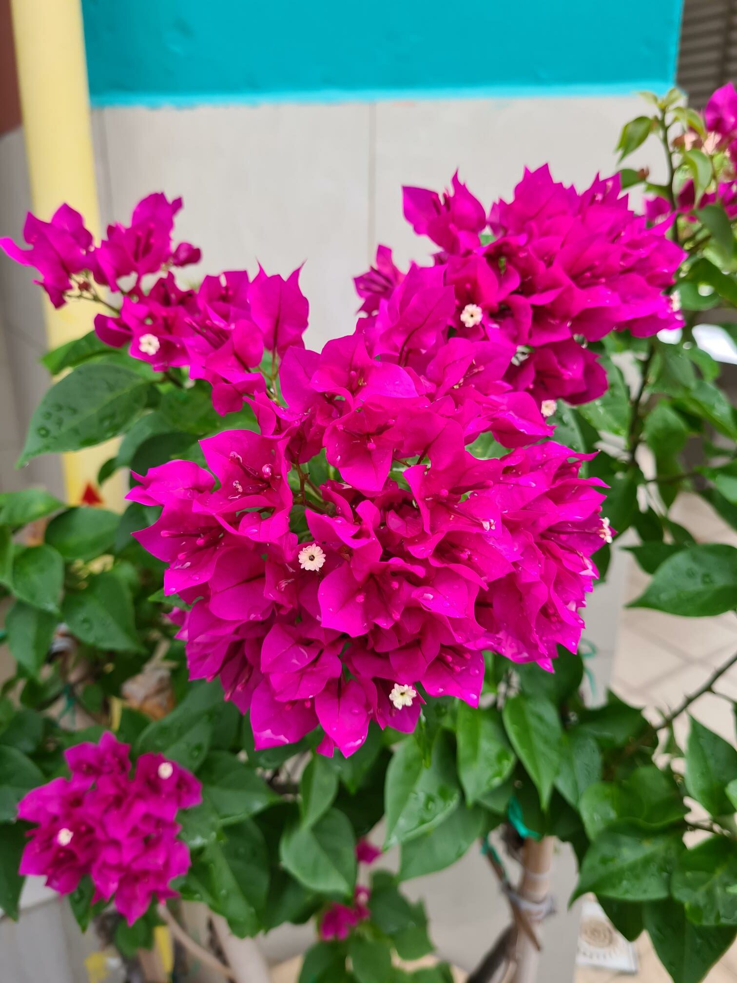 bright magenta bouganvillea close up