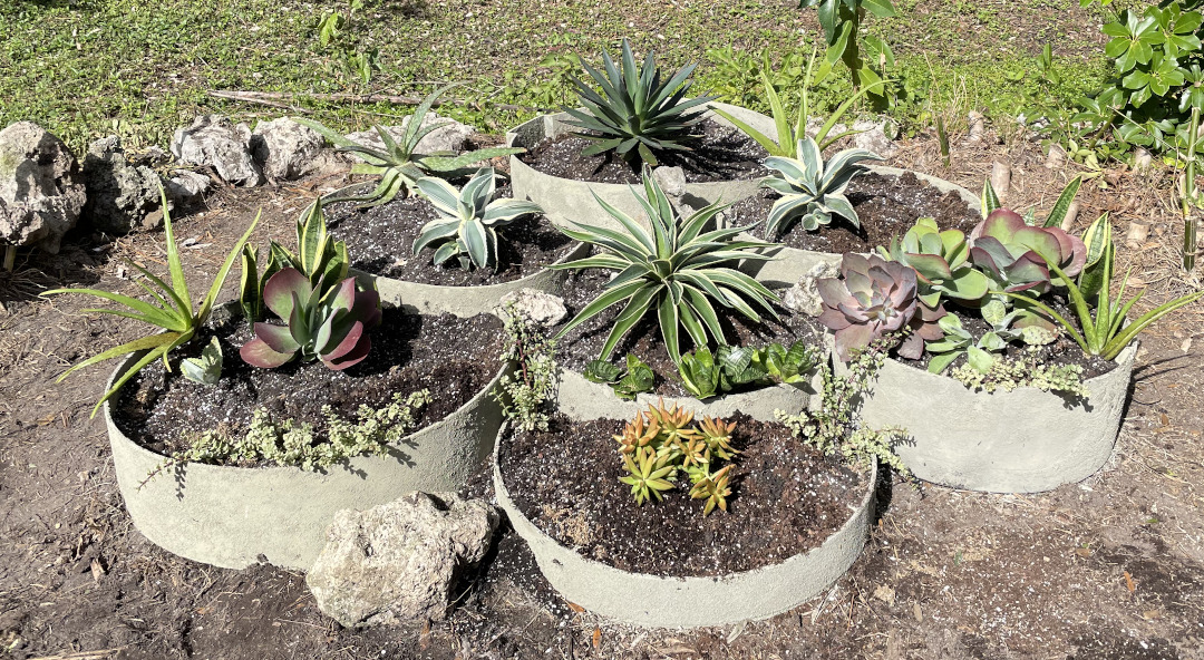 Round raised beds planted with a variety of succulent plants