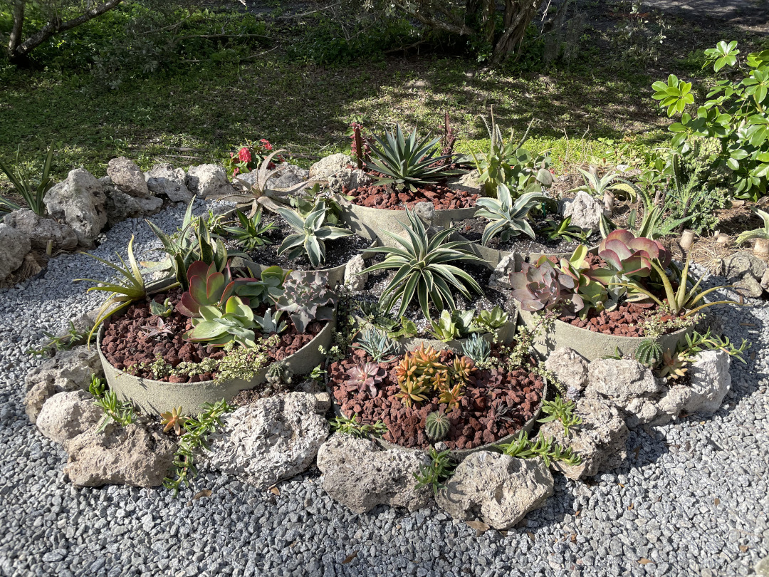 Raised round garden beds filled with mature succulents