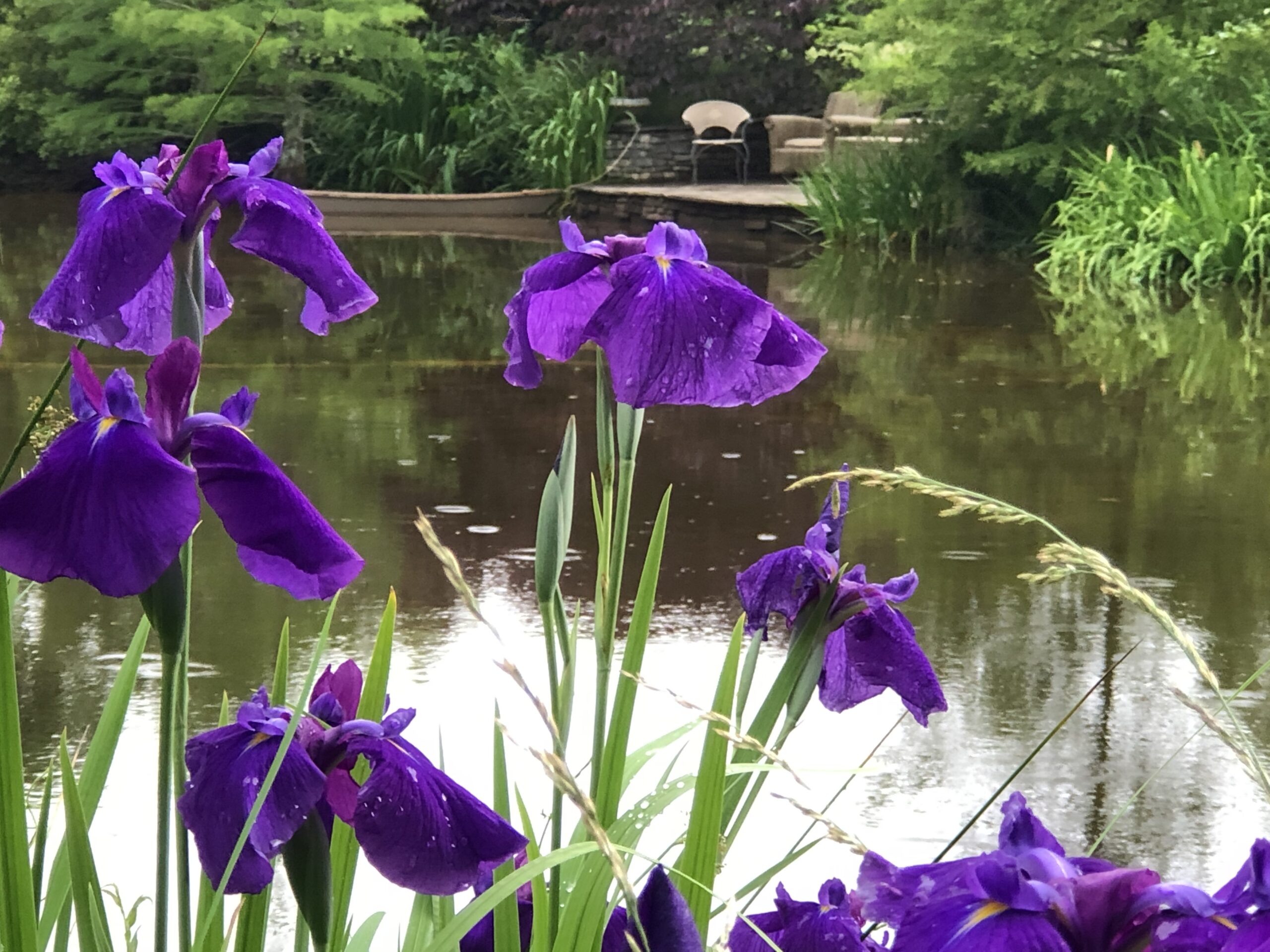 Purple irises in front of a pond with a dock and boat