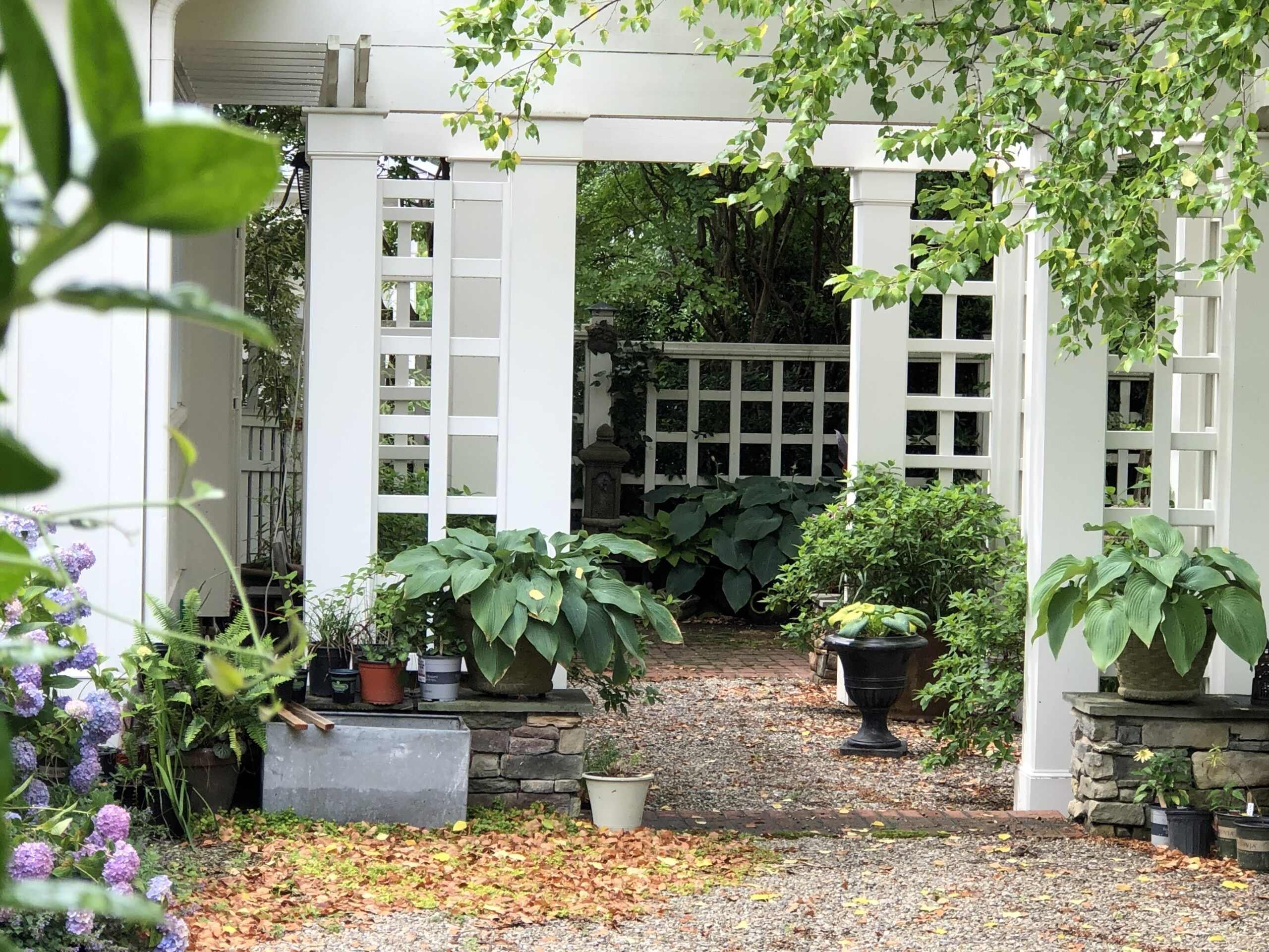 A large white pergola with potted hostas under it