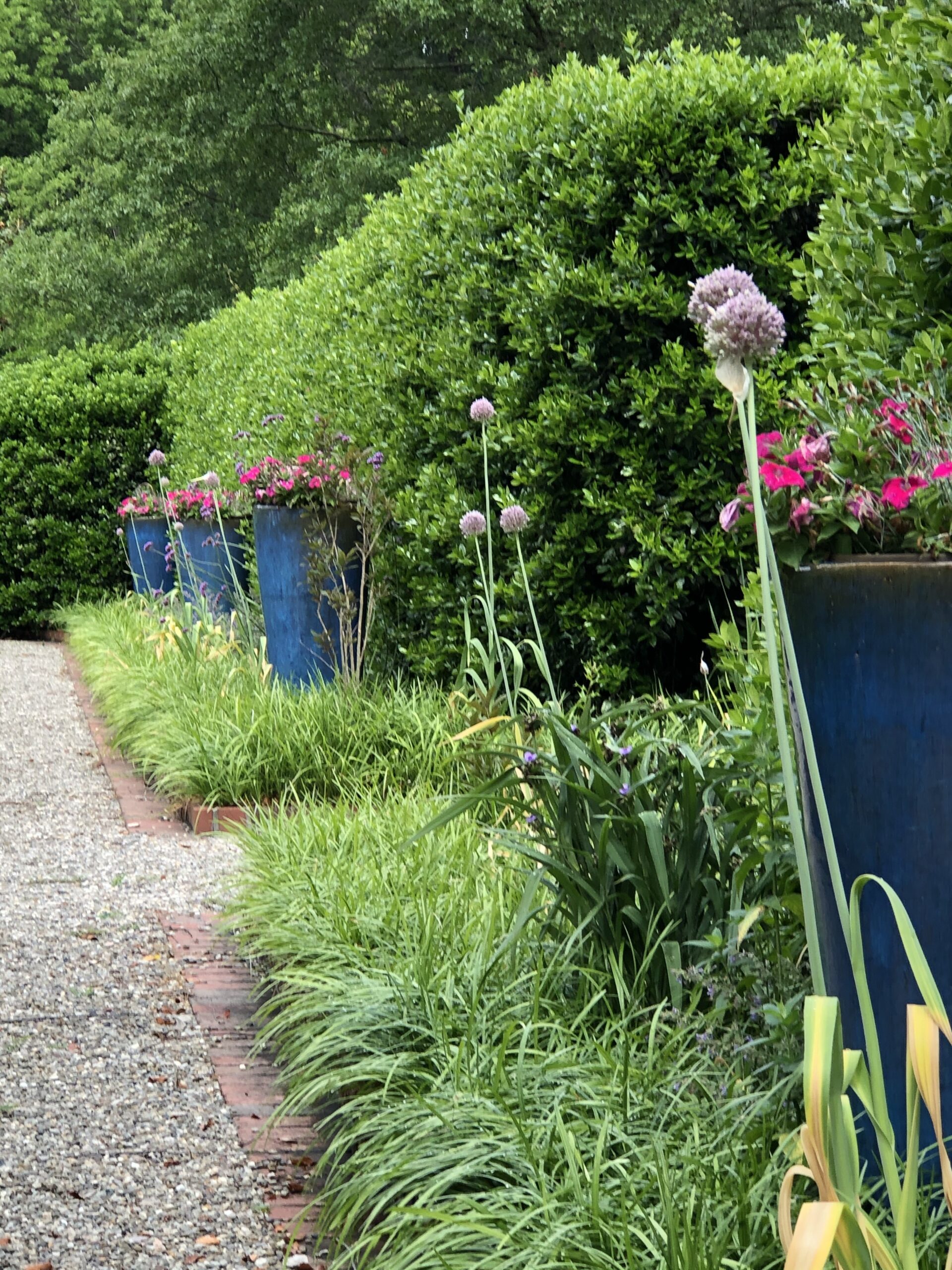 Pots of flowers set in a row next to a hedge