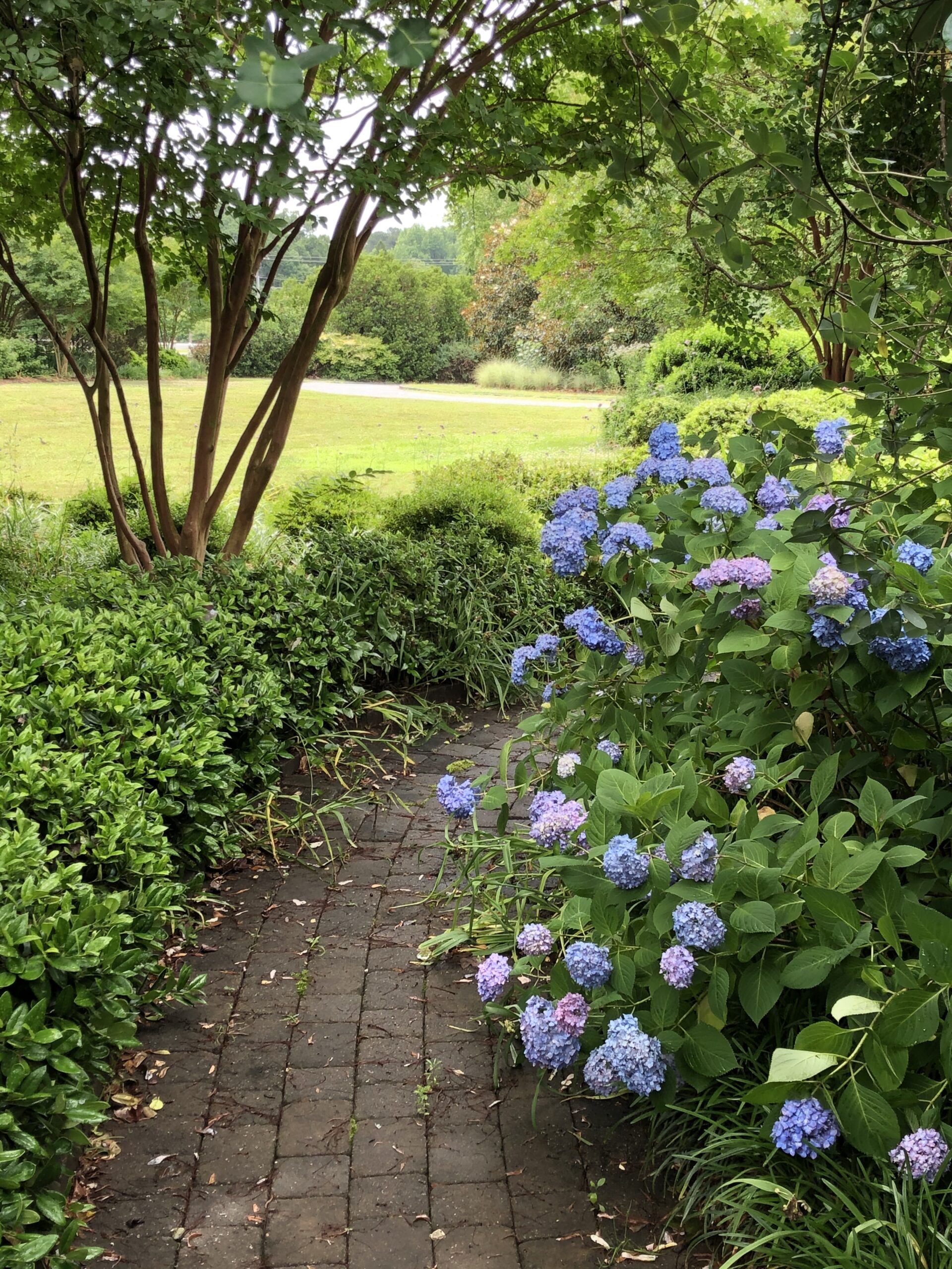 A brick path surrounded by shrubs including a large hydrangea