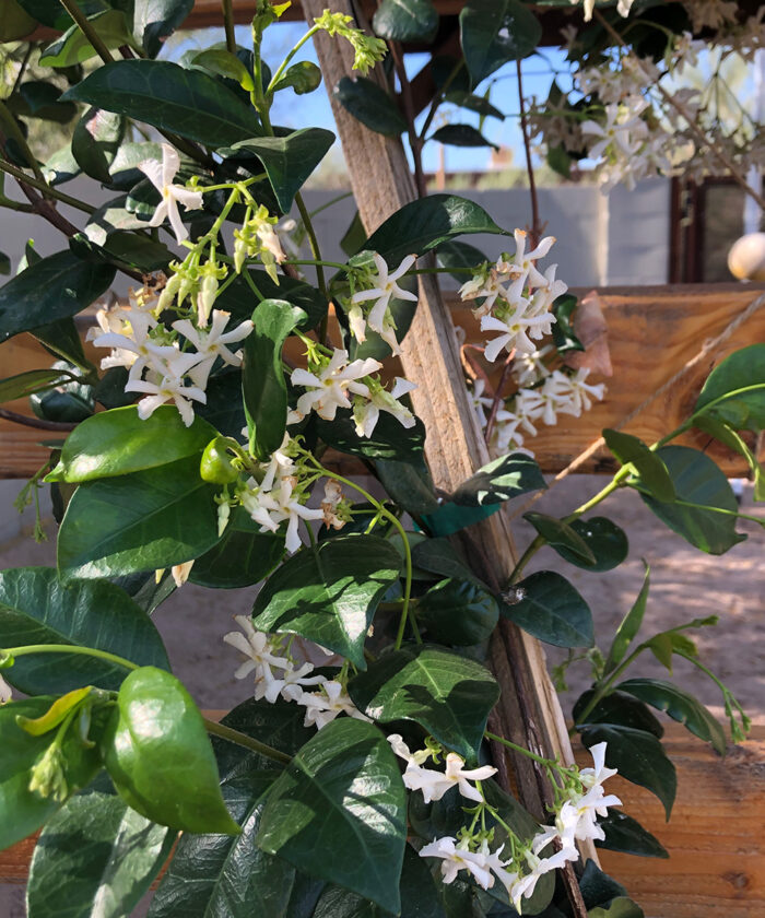 Star jasmine