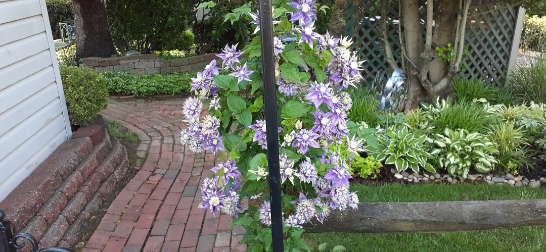 clematis with purple and white flowers