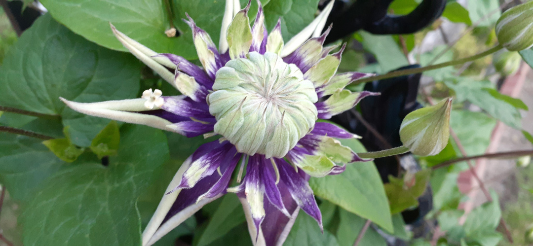 many-petaled clematis flower beginning to open