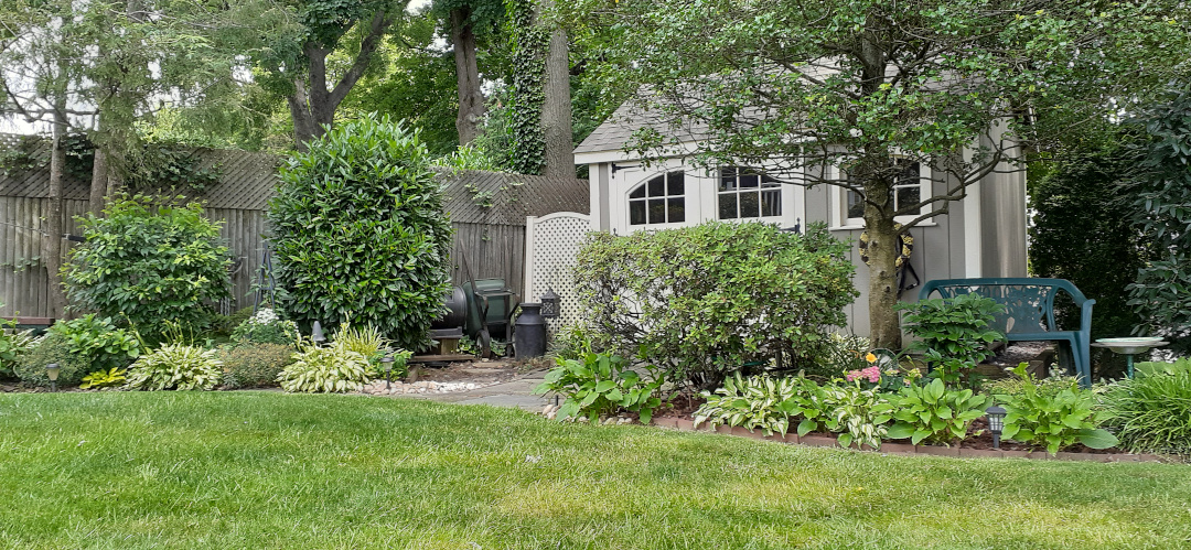 A shed just visible behind shrubs and a garden