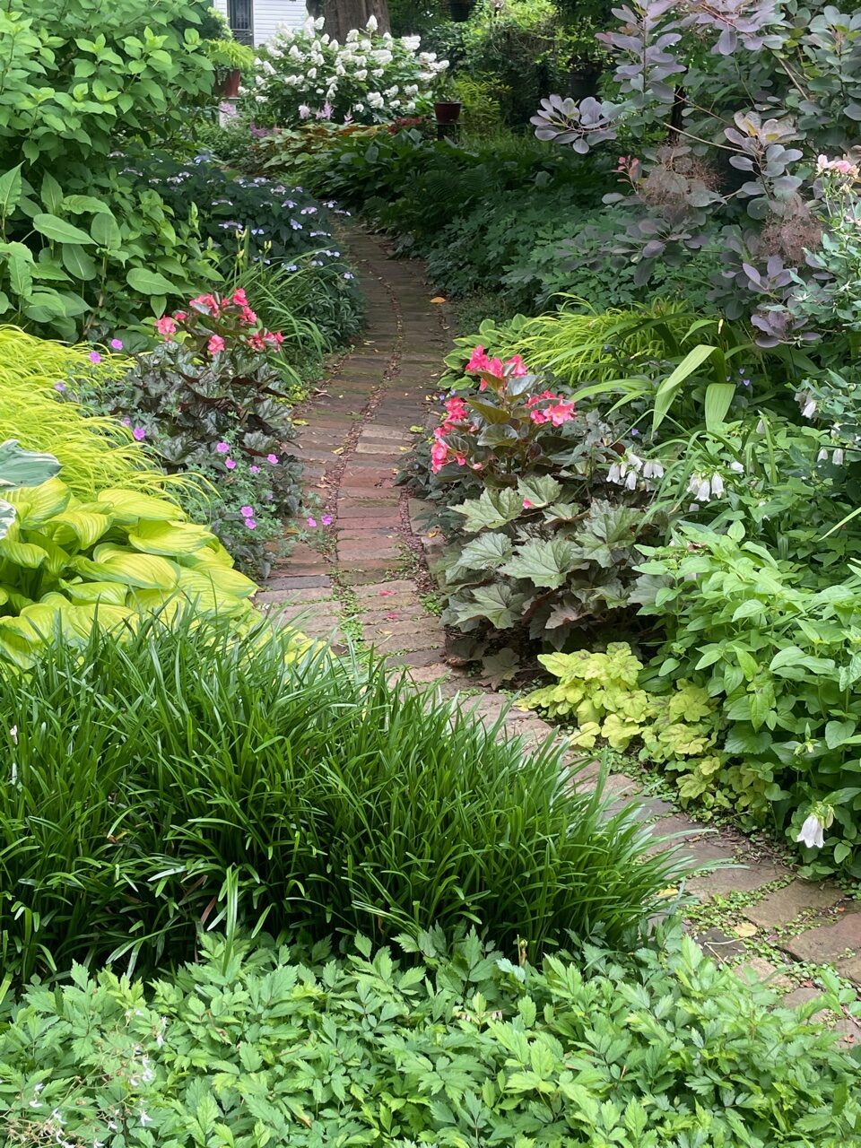 garden path with lots of foliage plants on either side